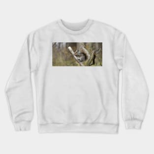 A grey squirrel eating a nut Crewneck Sweatshirt